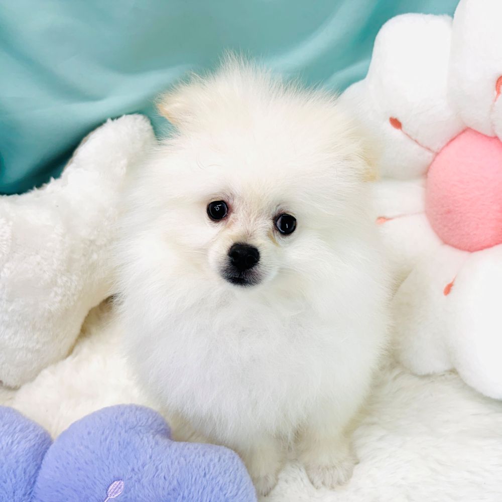 愛知県のポメラニアン (犬の家＆猫の里愛知刈谷店/2026年1月6日生まれ/男の子/ホワイト)の子犬の4枚目の画像