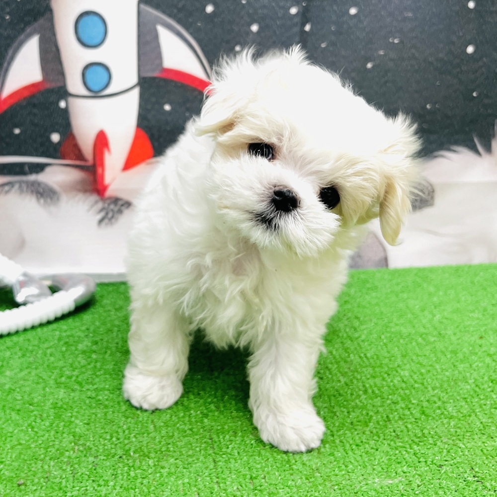 愛知県のマルチーズ (犬の家＆猫の里名古屋天白店/2026年1月5日生まれ/女の子/ホワイト)の子犬の4枚目の画像