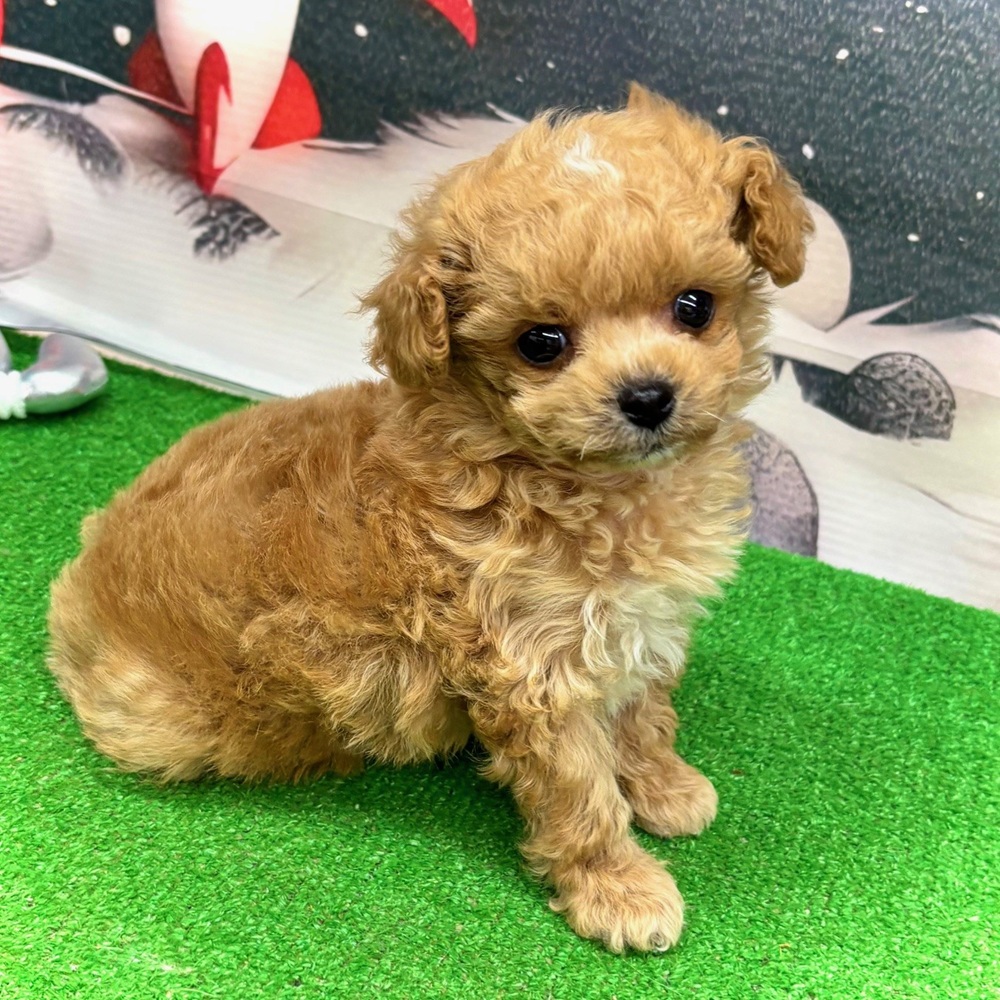 愛知県のマルプー(マルチーズ×プードル) (犬の家＆猫の里名古屋天白店/2026年1月7日生まれ/男の子/アプリコット)の子犬の1枚目の画像