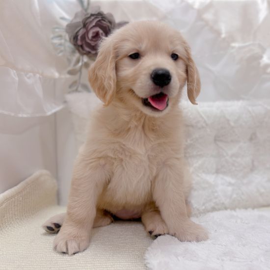 岐阜県のゴールデンレトリバー (犬の家＆猫の里カラフルタウン岐阜店/2026年1月7日生まれ/女の子/ゴールデン)の子犬の4枚目の画像