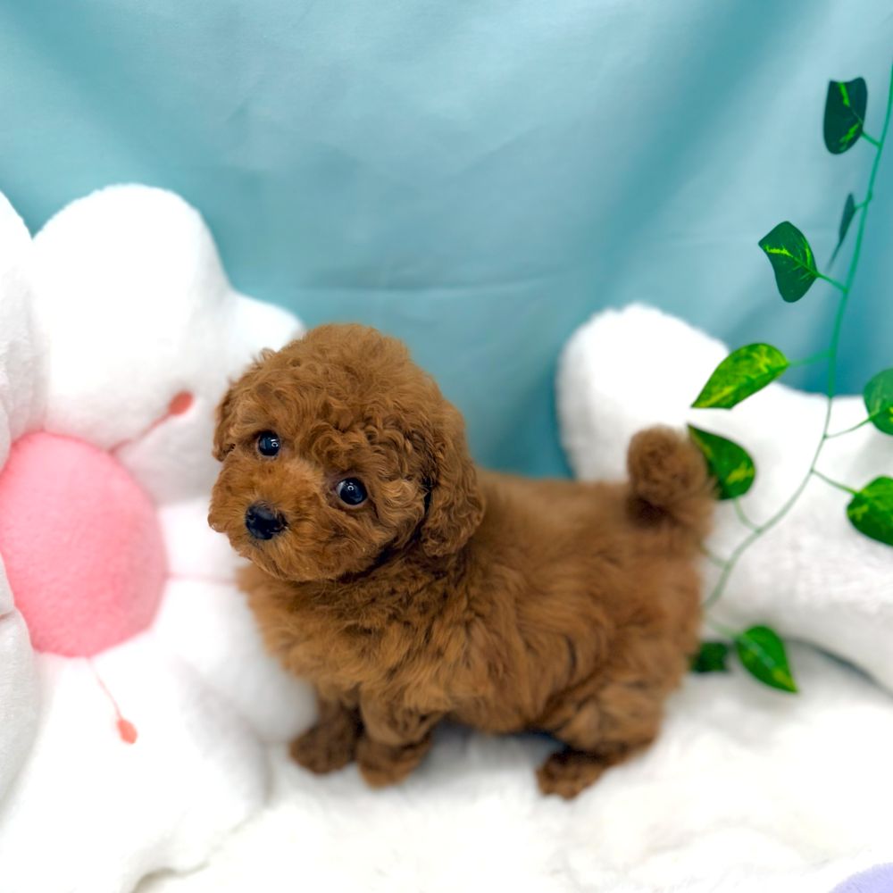 愛知県のトイプードル(トイ) (犬の家＆猫の里愛知刈谷店/2026年1月7日生まれ/女の子/レッドフォーン)の子犬の4枚目の画像