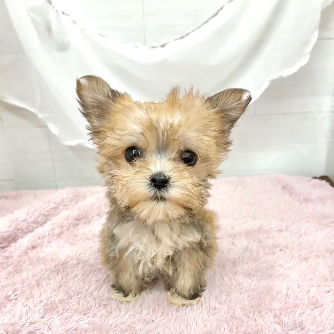 愛知県のマルキー/マルヨーキー(マルチーズ×ヨークシャーテリア) (犬の家＆猫の里碧南店/2026年1月5日生まれ/女の子/フォーン)の子犬の1枚目の画像