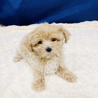 愛知県のマルプー(マルチーズ×プードル) (犬の家＆猫の里一宮店/2026年1月7日生まれ/男の子/アプリコットホワイト)の子犬の4枚目の画像