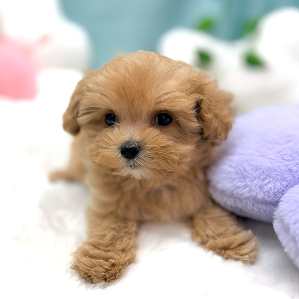 愛知県のマルプー(マルチーズ×プードル) (犬の家＆猫の里愛知刈谷店/2026年1月7日生まれ/男の子/アプリコットホワイト)の子犬の4枚目の画像