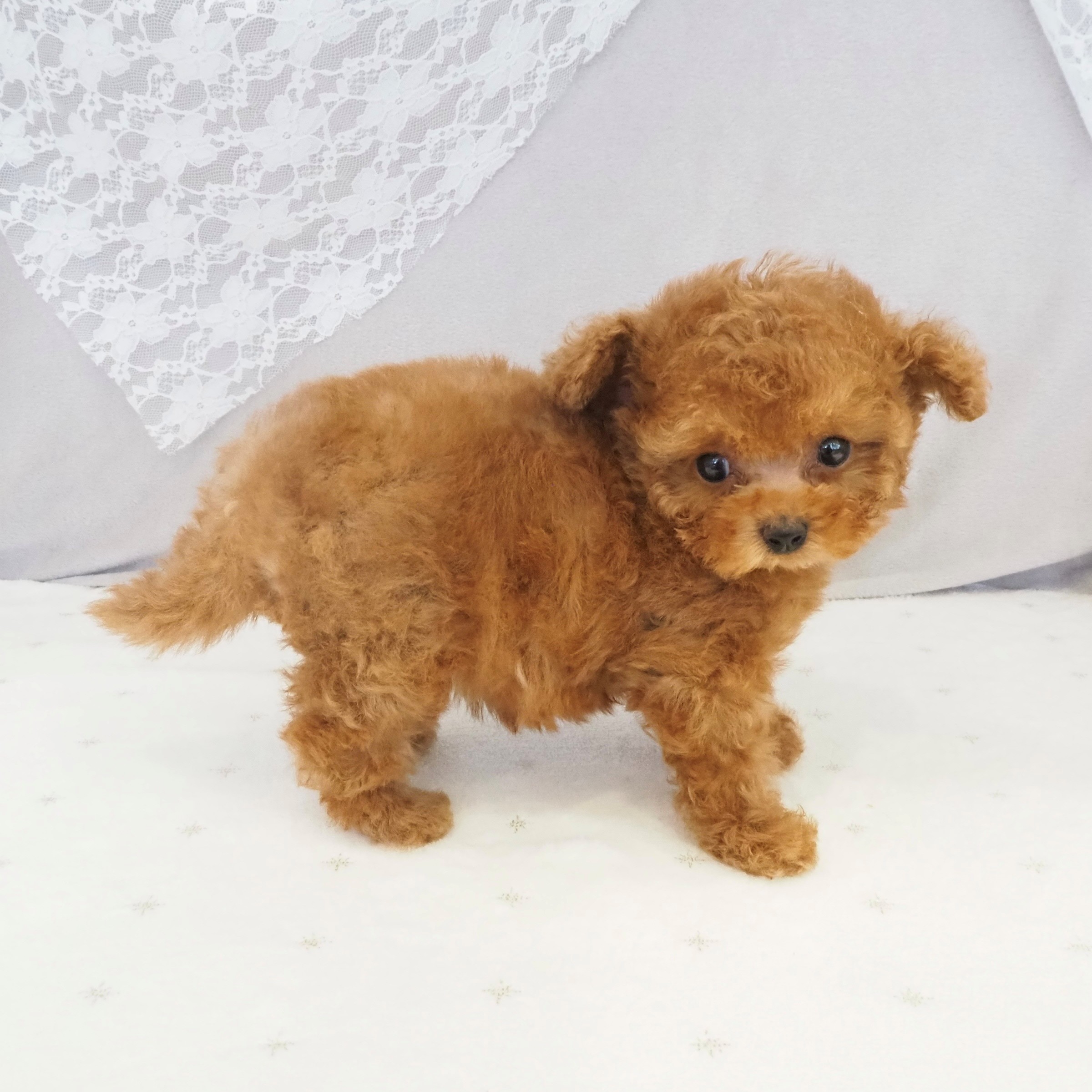 大阪府のトイプードル(ティーカップ) (犬の家＆猫の里もりのみやキューズモールBASE店/2026年1月3日生まれ/女の子/レッドフォーン)の子犬の4枚目の画像