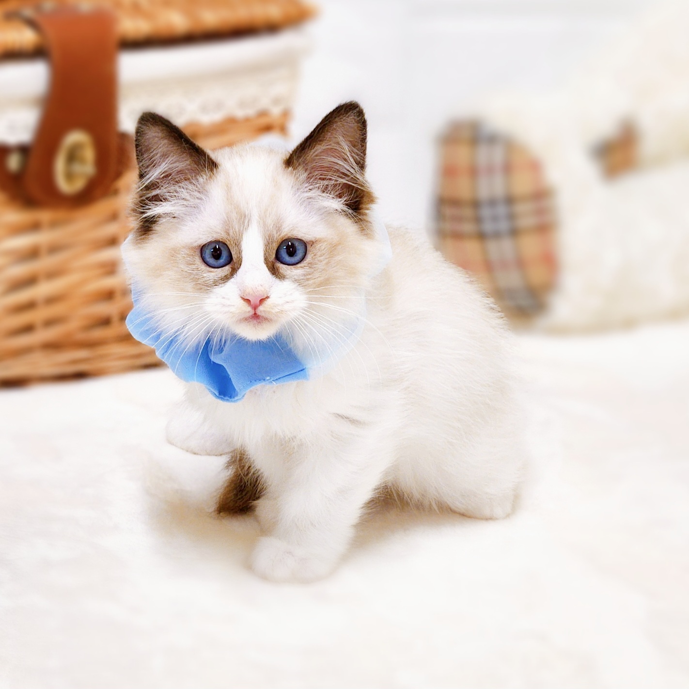 滋賀県のラグドール (犬の家＆猫の里近江八幡店/2026年1月8日生まれ/男の子/シールポイントバイカラー)の子猫の4枚目の画像