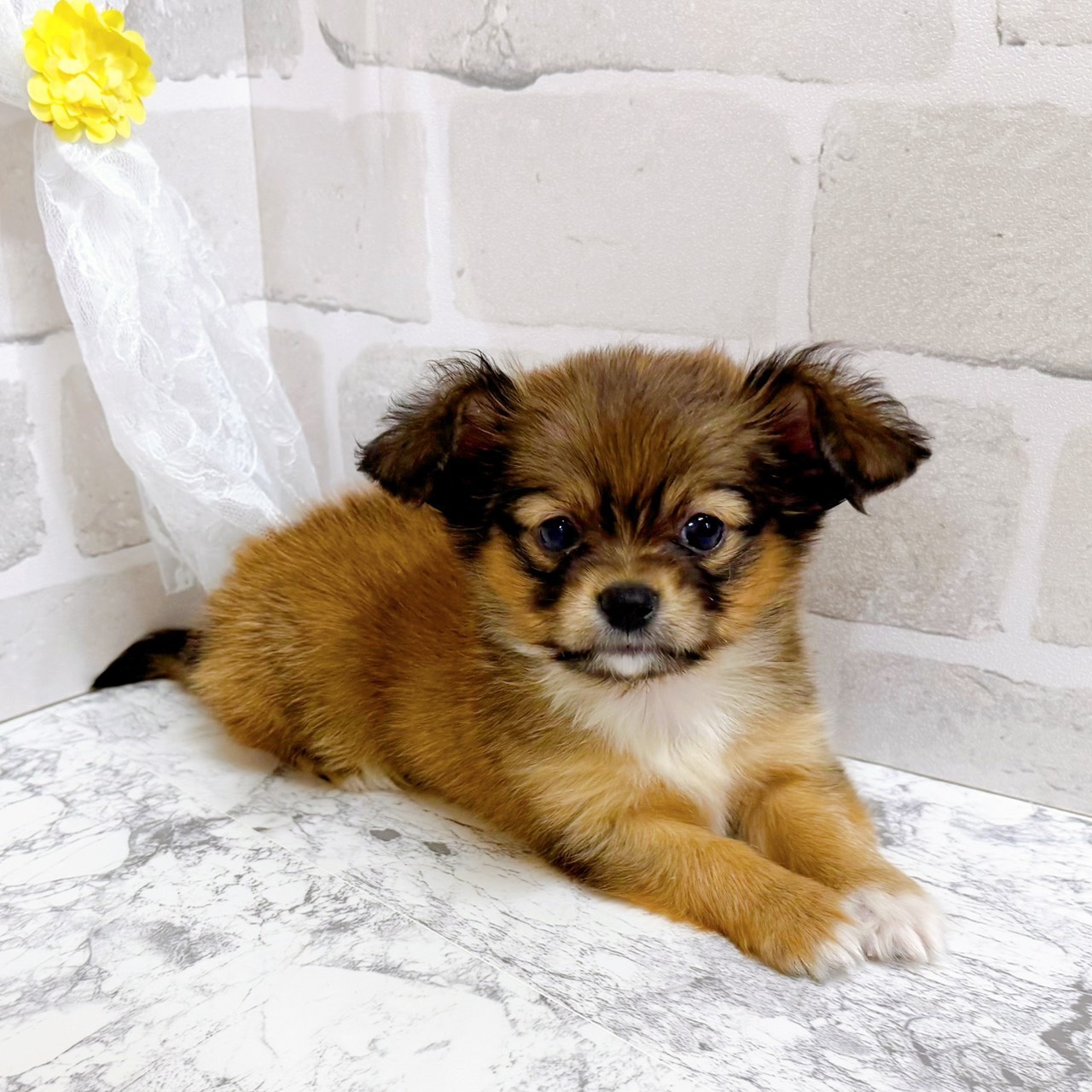 京都府のパピチー/チワパピ(パピヨン×チワワ) (犬の家＆猫の里京都精華店/2026年1月8日生まれ/男の子/レッドホワイト)の子犬の4枚目の画像