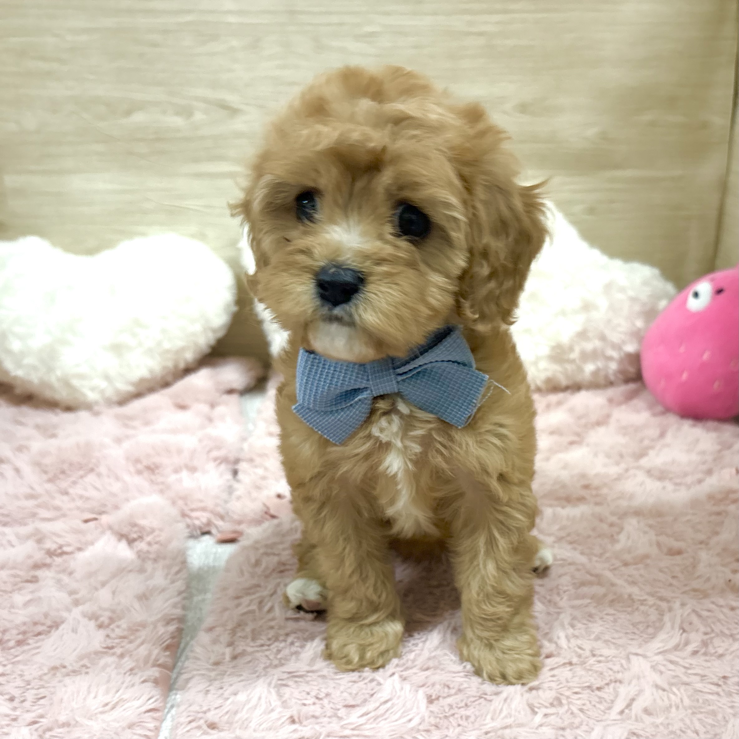 大阪府のキャバプー(キャバリア×プードル) (犬の家＆猫の里そよら東岸和田店/2026年1月8日生まれ/女の子/レッドホワイト)の子犬の4枚目の画像