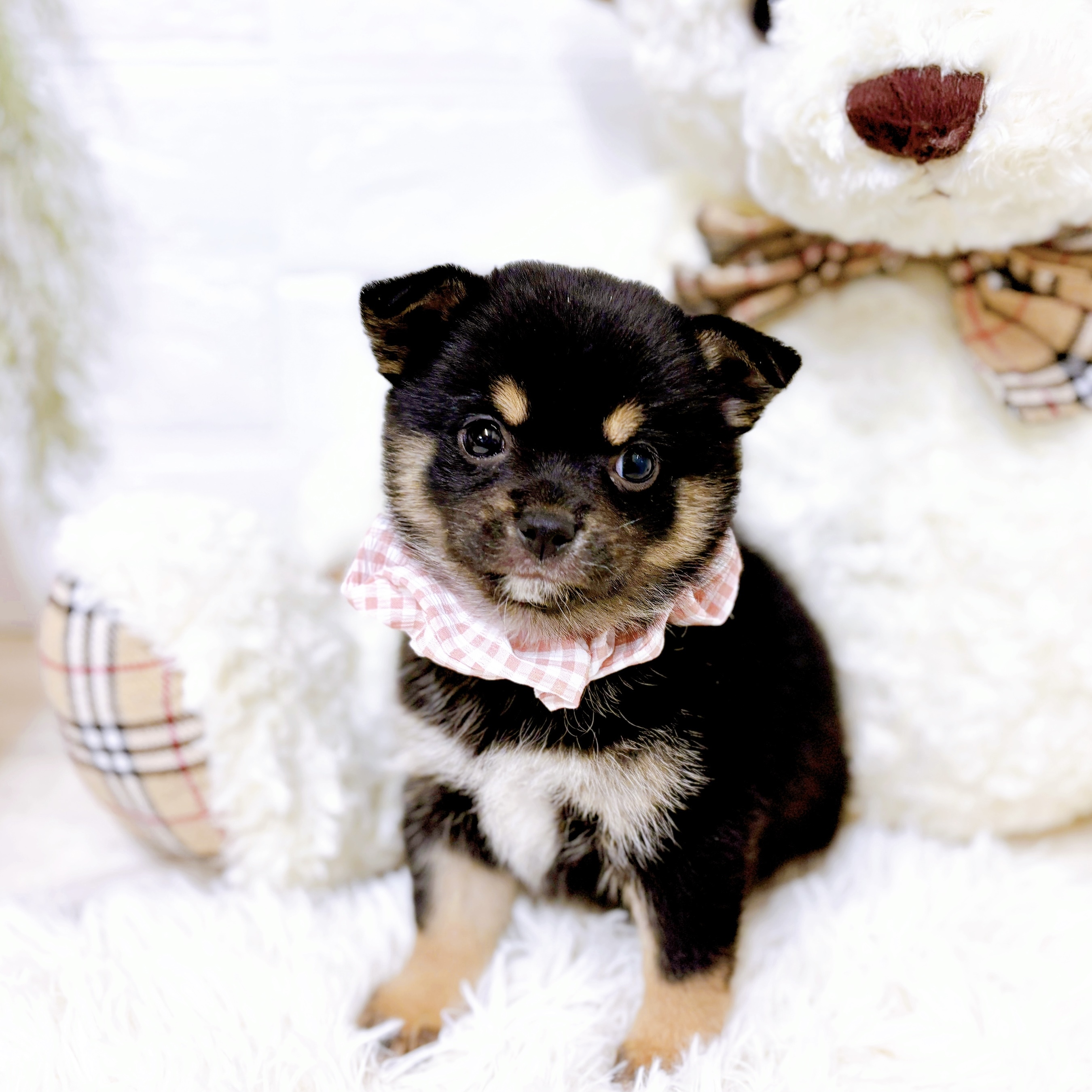 愛知県のチワ柴/柴チワ/チワシバ(チワワ×柴) (犬の家＆猫の里安城店/2026年1月8日生まれ/女の子/黒)の子犬の4枚目の画像