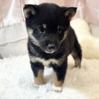 兵庫県の豆柴 (犬の家＆猫の里カナート西神戸店/2026年1月8日生まれ/女の子/黒)の子犬の4枚目の画像