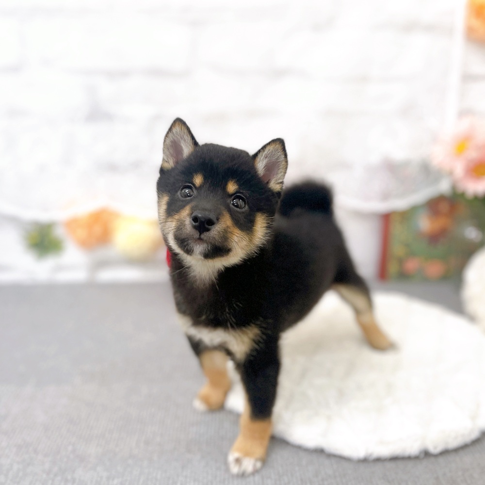 京都府の豆柴 (犬の家＆猫の里京都樟葉店/2026年1月7日生まれ/男の子/黒)の子犬の4枚目の画像