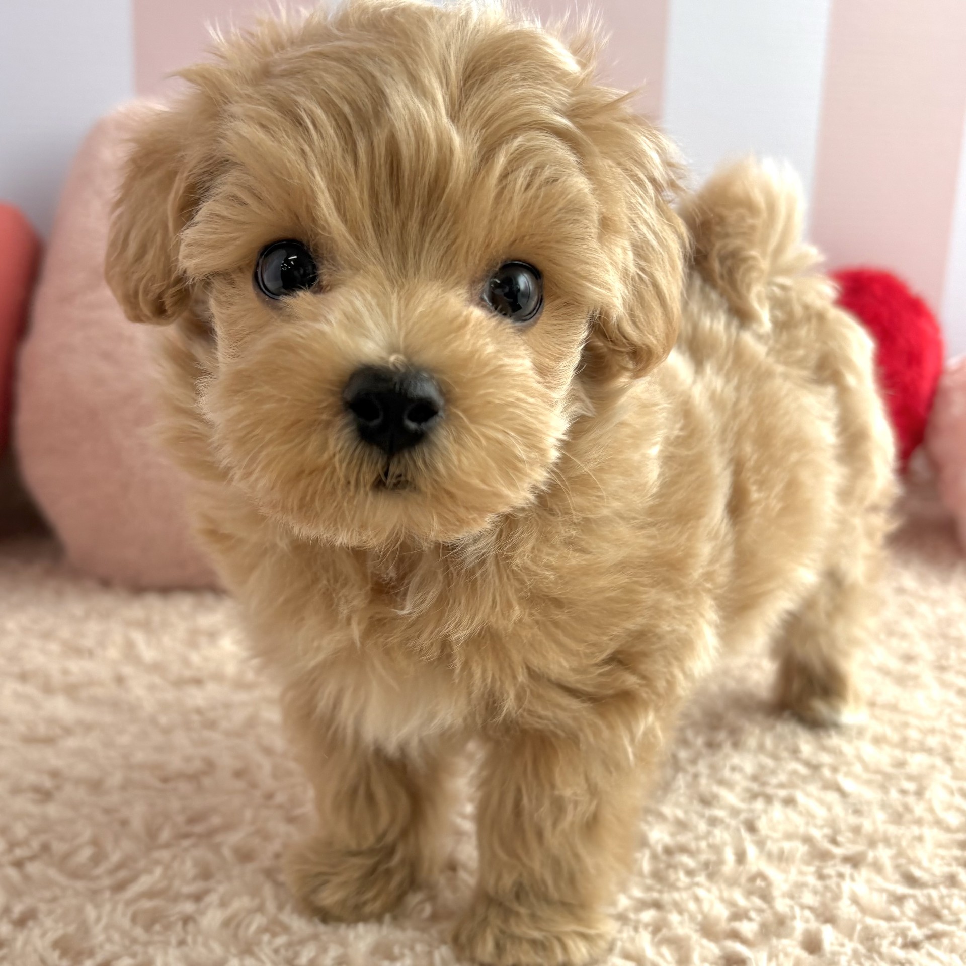 岡山県のマルプー(マルチーズ×プードル) (犬の家＆猫の里倉敷中庄店/2026年1月6日生まれ/男の子/クリーム)の子犬の4枚目の画像