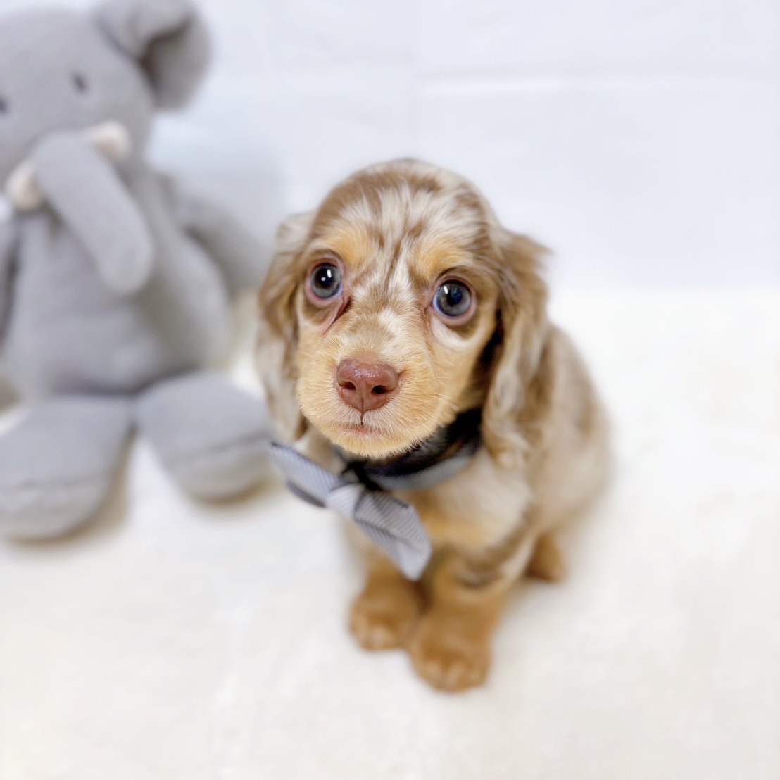 滋賀県のミニチュアダックスフンド(ロング) (犬の家＆猫の里近江八幡店/2026年1月5日生まれ/男の子/ブラウンダップル)の子犬の4枚目の画像