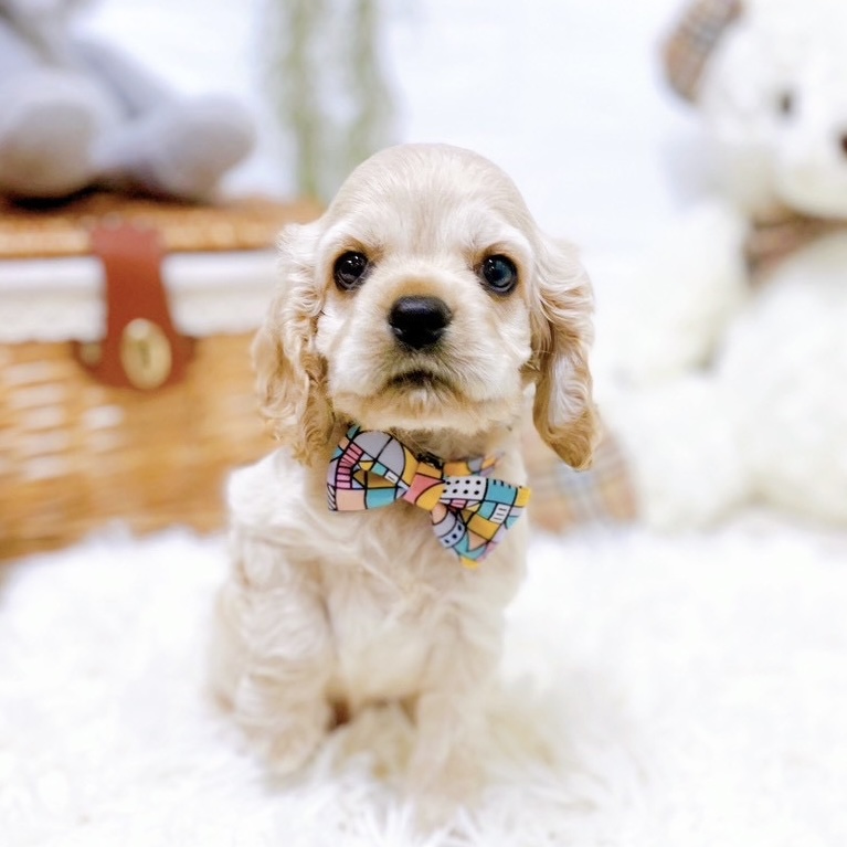 滋賀県のアメリカンコッカースパニエル (犬の家＆猫の里近江八幡店/2026年1月7日生まれ/男の子/バフ)の子犬の1枚目の画像