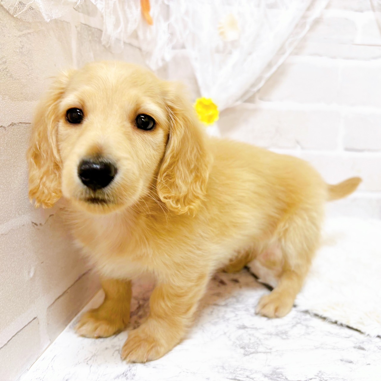 京都府のミニチュアダックスフンド(ロング) (犬の家＆猫の里京都精華店/2026年1月8日生まれ/男の子/イエロー)の子犬の4枚目の画像