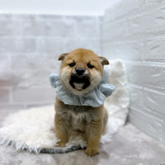 滋賀県の柴犬(標準サイズ) (犬の家＆猫の里長浜店/2026年1月8日生まれ/男の子/赤)の子犬の4枚目の画像