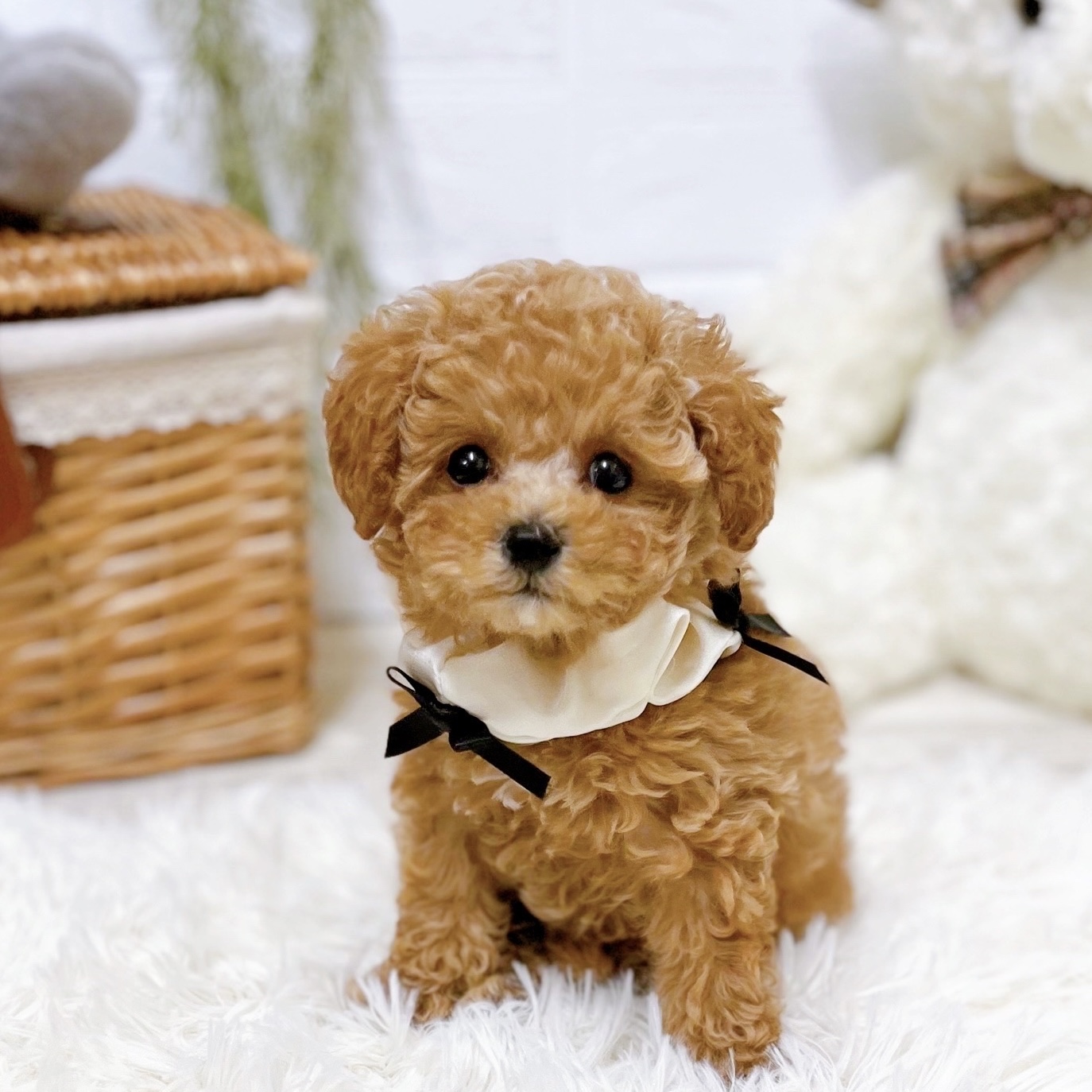 滋賀県のトイプードル(トイ) (犬の家＆猫の里近江八幡店/2026年1月6日生まれ/女の子/オレンジフォーン)の子犬の4枚目の画像