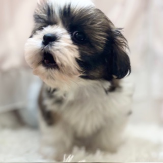 兵庫県のシーズー (犬の家＆猫の里カナート西神戸店/2026年1月7日生まれ/男の子/ゴールドホワイト)の子犬の4枚目の画像