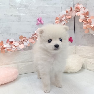 静岡県のポメラニアン (犬の家＆猫の里プレ葉ウォーク浜北店/2026年1月7日生まれ/男の子/クリーム)の子犬の4枚目の画像