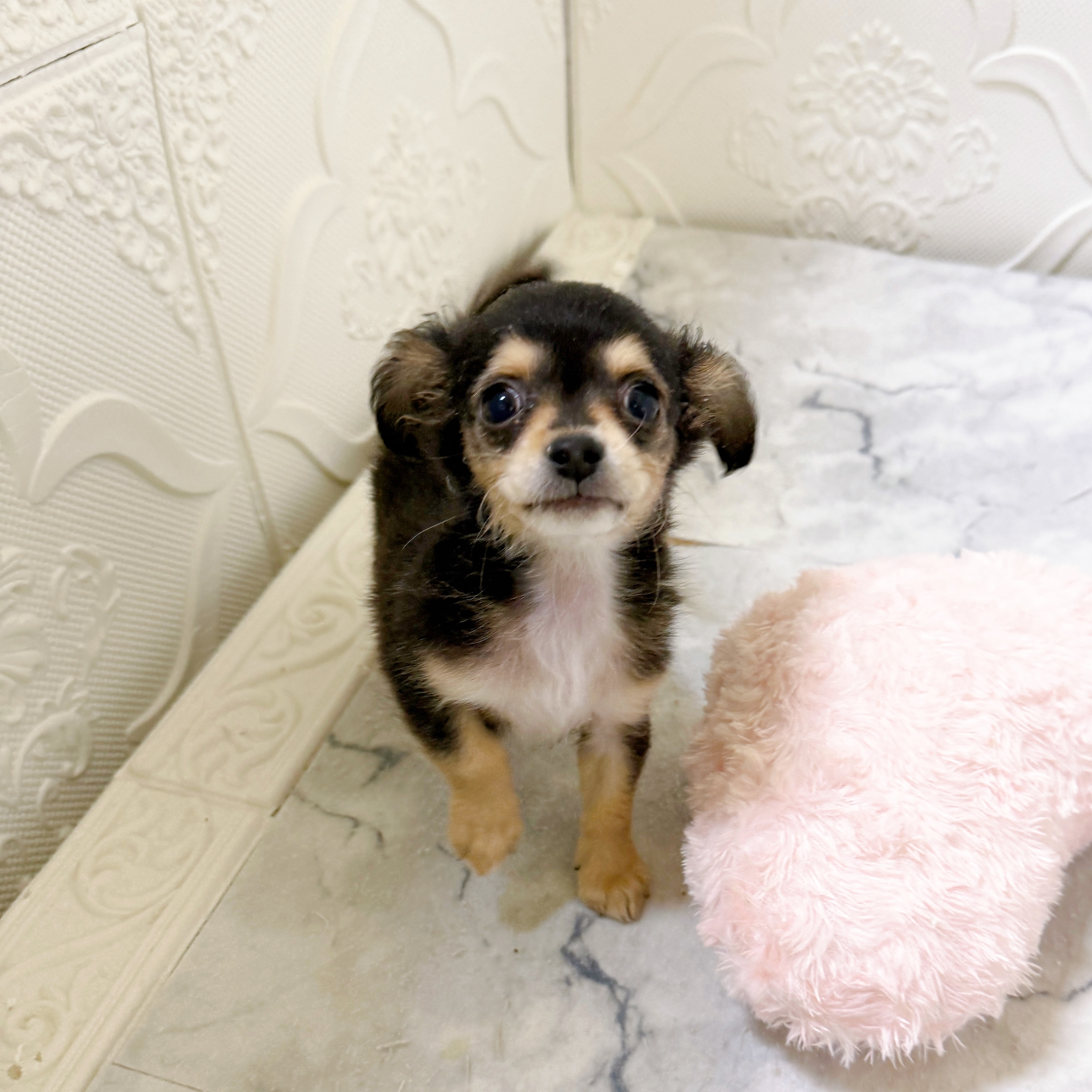 愛知県のチワックス(チワワ×ダックス) (犬の家＆猫の里岡崎店/2026年1月8日生まれ/男の子/ブラックタン)の子犬の4枚目の画像