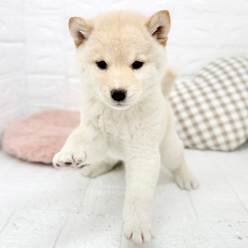 愛知県の柴犬(標準サイズ) (犬の家＆猫の里豊川インター店/2026年1月8日生まれ/女の子/白)の子犬の4枚目の画像