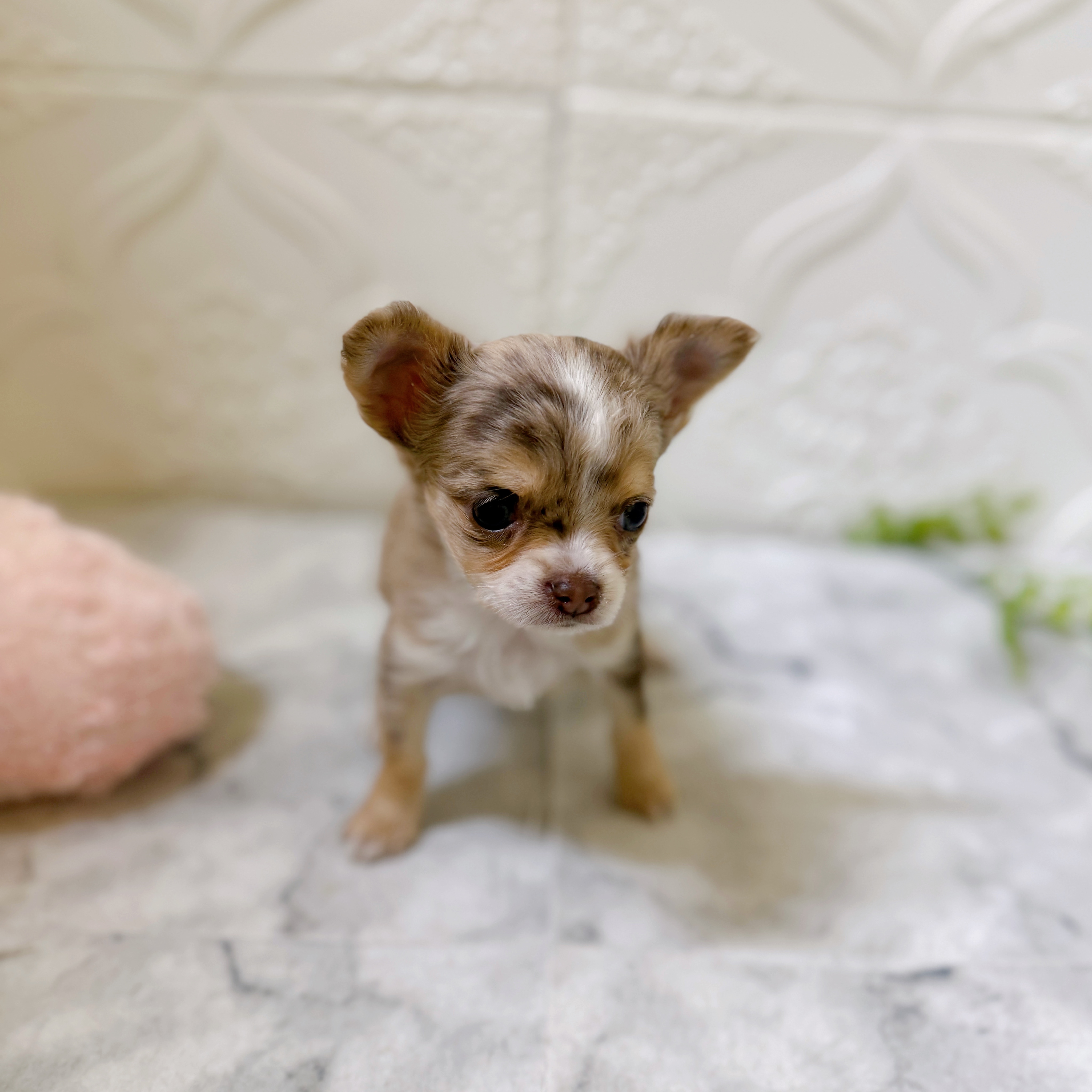 愛知県のチワワ(ロング) (犬の家＆猫の里岡崎店/2026年1月3日生まれ/女の子/イザベラマール)の子犬の4枚目の画像