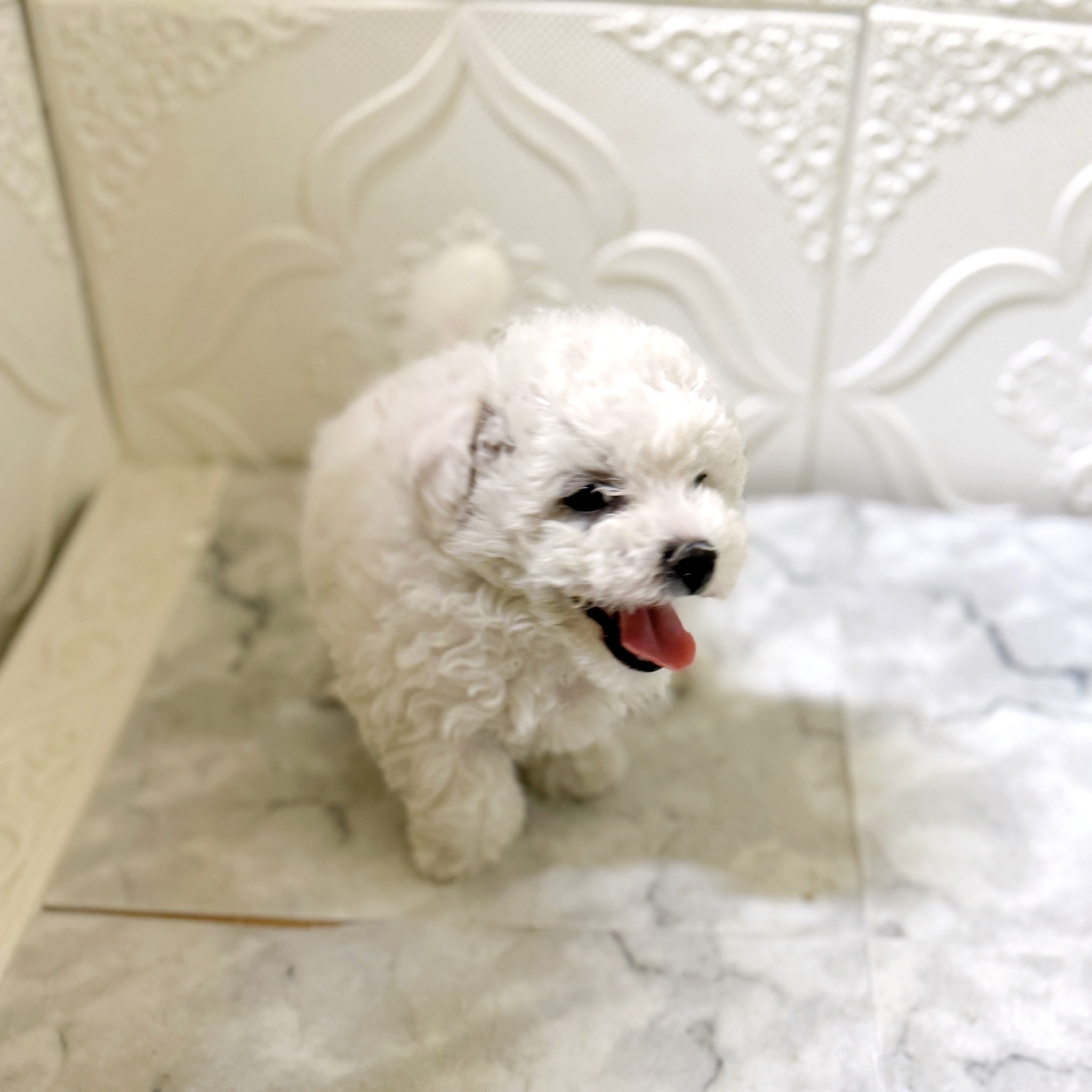 愛知県のビションフリーゼ (犬の家＆猫の里岡崎店/2026年1月7日生まれ/女の子/ホワイト)の子犬の4枚目の画像