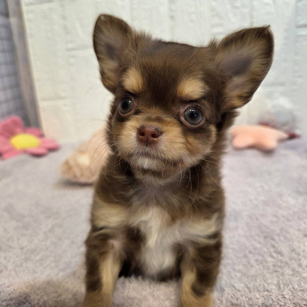 長野県のチワワ(ロング) (犬の家＆猫の里カインズ梓川店/2026年1月7日生まれ/女の子/チョコレートタン)の子犬の4枚目の画像