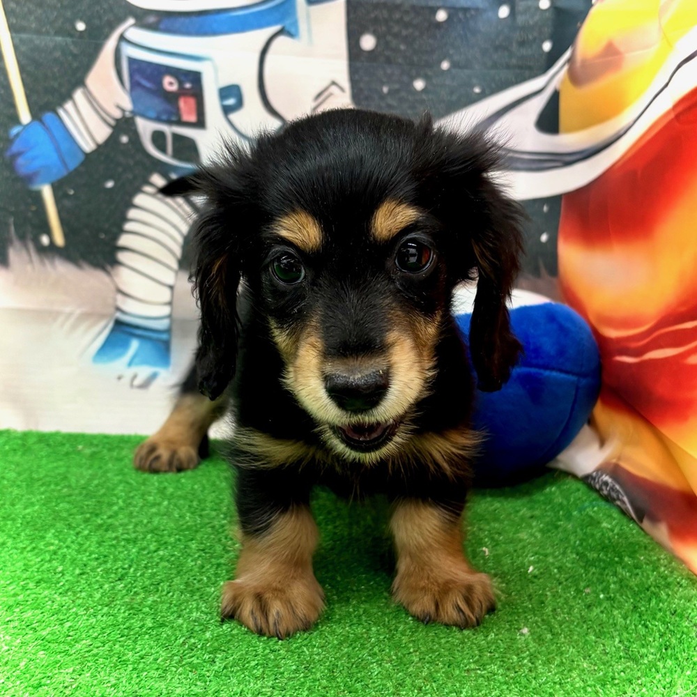 愛知県のミニチュアダックスフンド(ロング) (犬の家＆猫の里名古屋天白店/2026年1月7日生まれ/男の子/ブラックタン)の子犬の4枚目の画像