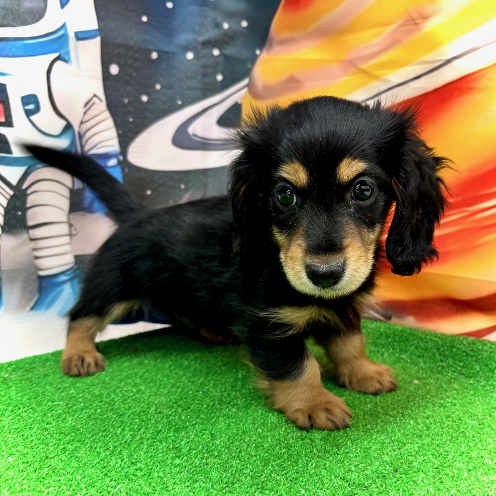 愛知県のミニチュアダックスフンド(ロング) (犬の家＆猫の里名古屋天白店/2026年1月7日生まれ/男の子/ブラックタン)の子犬の4枚目の画像