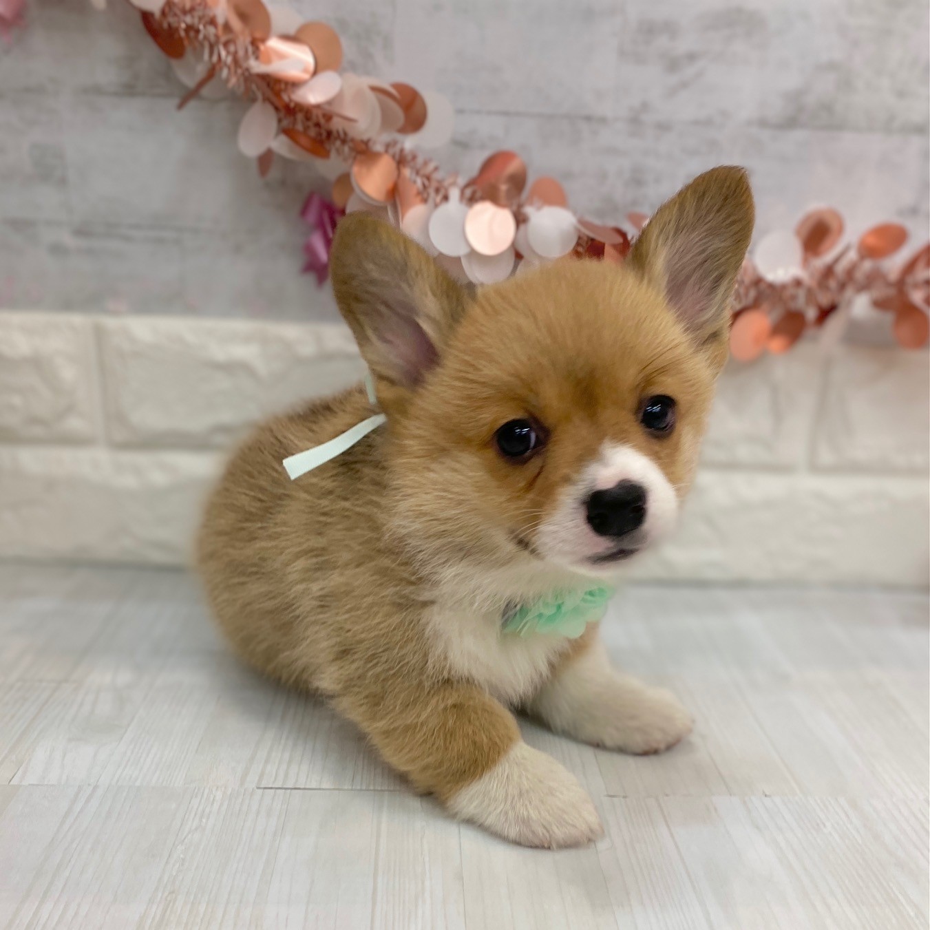 静岡県のウェルシュコーギーペンブローク (犬の家＆猫の里プレ葉ウォーク浜北店/2026年1月6日生まれ/女の子/レッドホワイト)の子犬の4枚目の画像