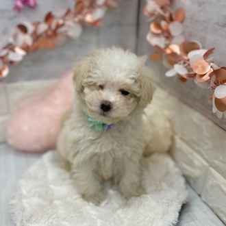 静岡県のビションプー(ビションフリーゼ×プードル) (犬の家＆猫の里プレ葉ウォーク浜北店/2026年1月8日生まれ/女の子/ホワイト)の子犬の4枚目の画像