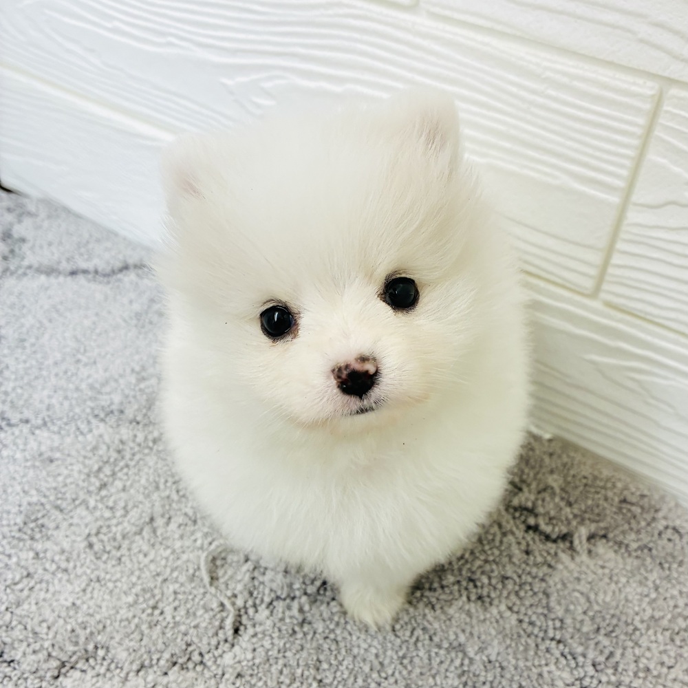 愛知県のポメチワ/チワポメ/ポメチー(ポメラニアン×チワワ) (犬の家＆猫の里七宝店/2026年1月8日生まれ/男の子/ホワイト)の子犬の4枚目の画像