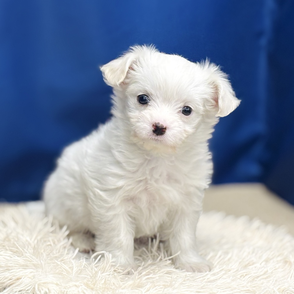岐阜県のチワマル/マルチワ(チワワ×マルチーズ) (犬の家＆猫の里中津川店/2026年1月8日生まれ/女の子/ホワイト)の子犬の4枚目の画像