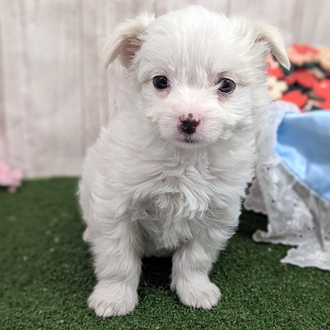 神奈川県のチワマル/マルチワ(チワワ×マルチーズ) (犬の家＆猫の里小田原店/2026年1月8日生まれ/女の子/ホワイト)の子犬の1枚目の画像