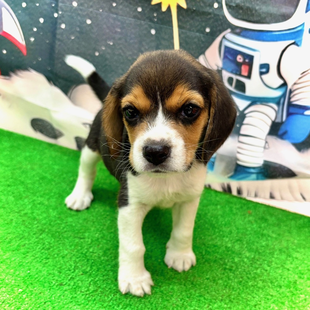 愛知県のビーグル (犬の家＆猫の里名古屋天白店/2026年1月7日生まれ/女の子/ブラックタンホワイト)の子犬の4枚目の画像