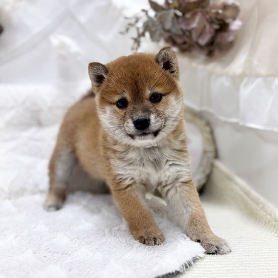 岐阜県の柴犬(標準サイズ) (犬の家＆猫の里カラフルタウン岐阜店/2026年1月8日生まれ/女の子/赤)の子犬の4枚目の画像