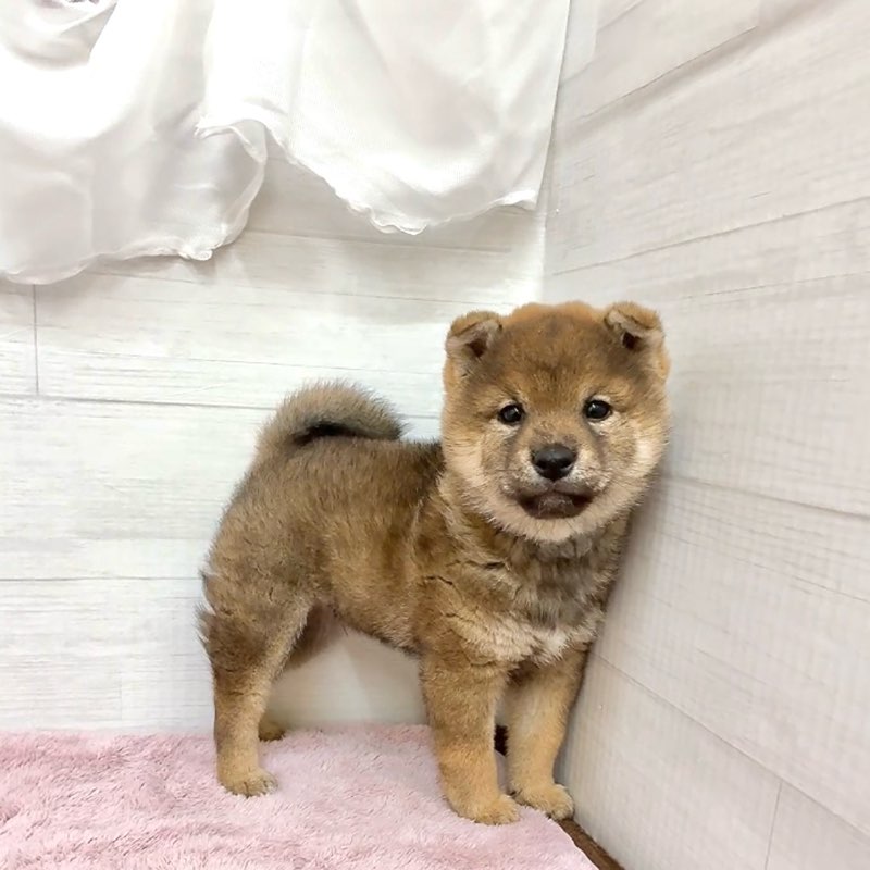 愛知県の柴犬(標準サイズ) (犬の家＆猫の里碧南店/2026年1月8日生まれ/男の子/赤)の子犬の4枚目の画像