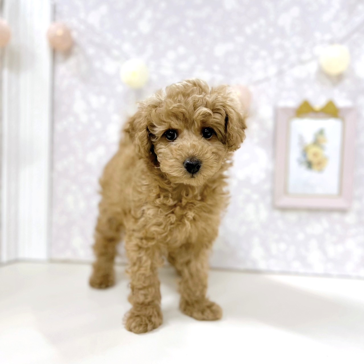 富山県のトイプードル(トイ) (犬の家＆猫の里アミーゴ高岡蓮花寺店/2026年1月7日生まれ/男の子/アプリコット)の子犬の1枚目の画像