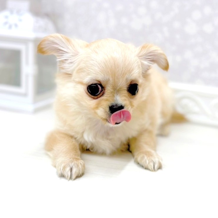 富山県のチワワ(ロング) (犬の家＆猫の里アミーゴ山室店/2026年1月5日生まれ/男の子/クリームホワイト)の子犬の4枚目の画像