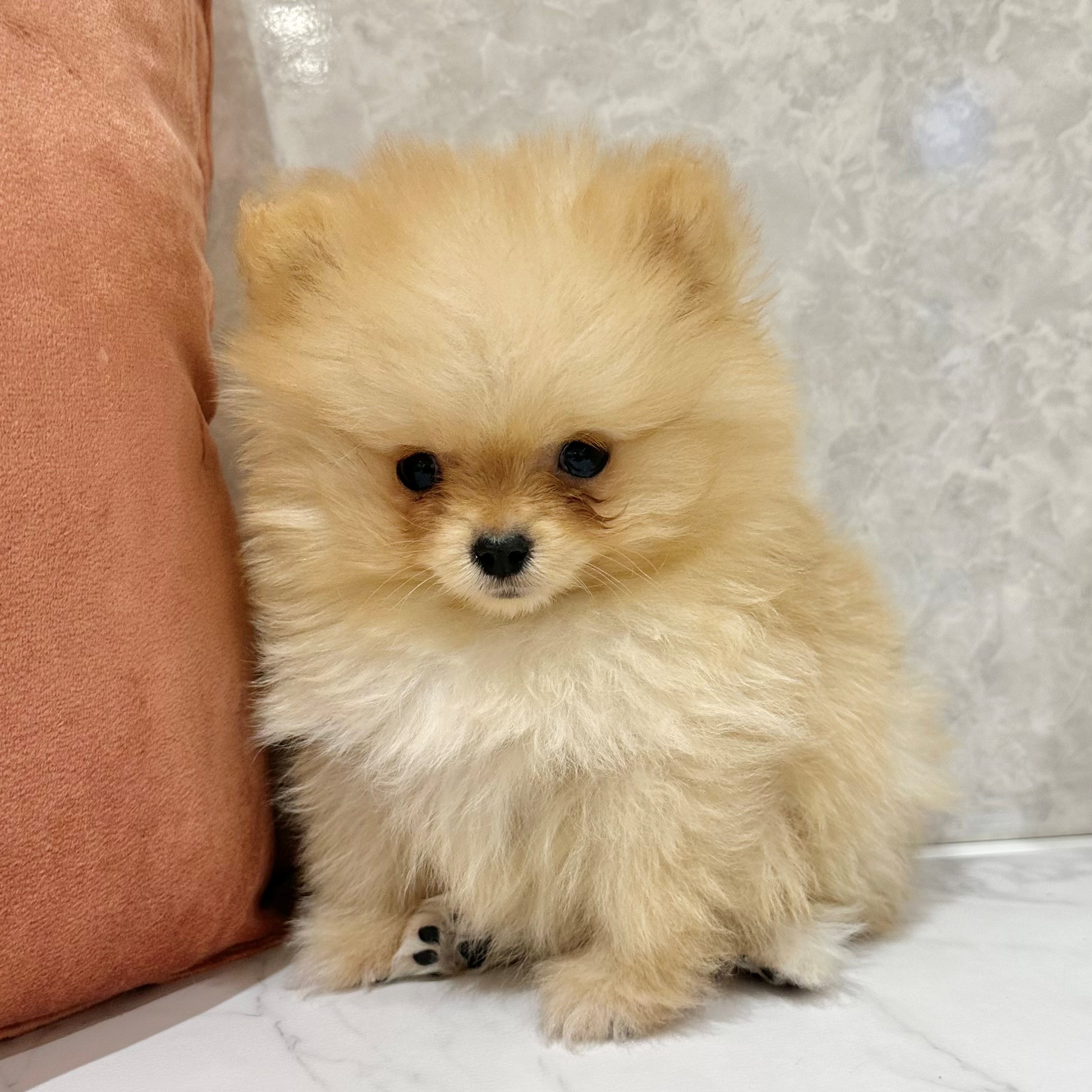 福岡県のポメラニアン (犬の家＆猫の里くりえいと宗像店/2026年1月1日生まれ/男の子/クリーム)の子犬の4枚目の画像