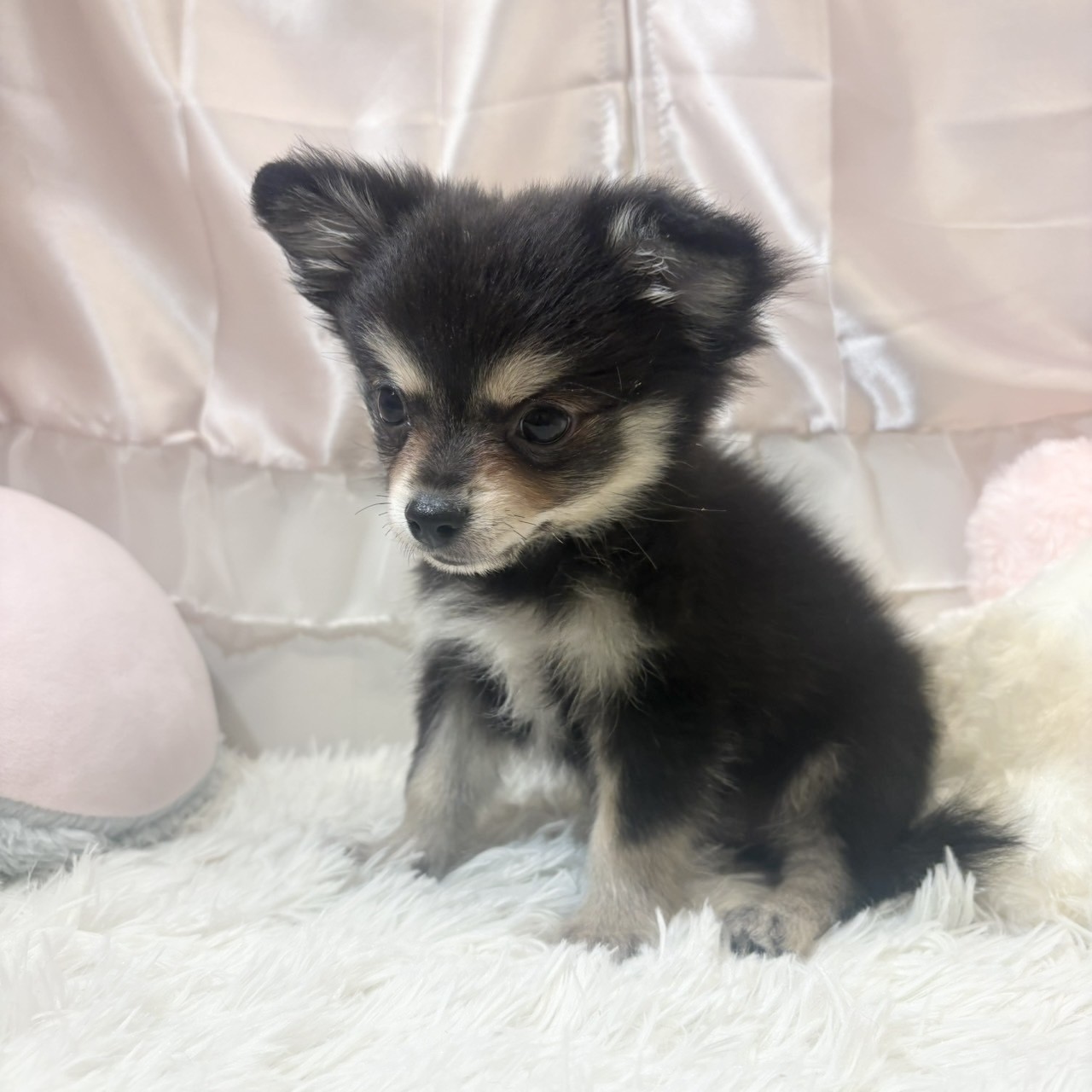 兵庫県のポメチワ/チワポメ/ポメチー(ポメラニアン×チワワ) (犬の家＆猫の里カナート西神戸店/2026年1月7日生まれ/男の子/ブラッククリーム)の子犬の4枚目の画像