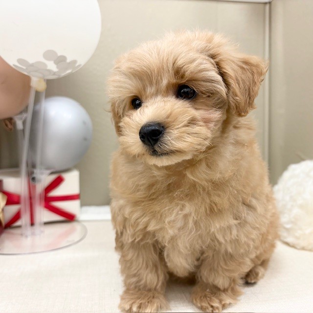 千葉県のマルプー(マルチーズ×プードル) (犬の家＆猫の里ワンズモール稲毛店/2026年1月7日生まれ/男の子/アプリコット)の子犬の4枚目の画像