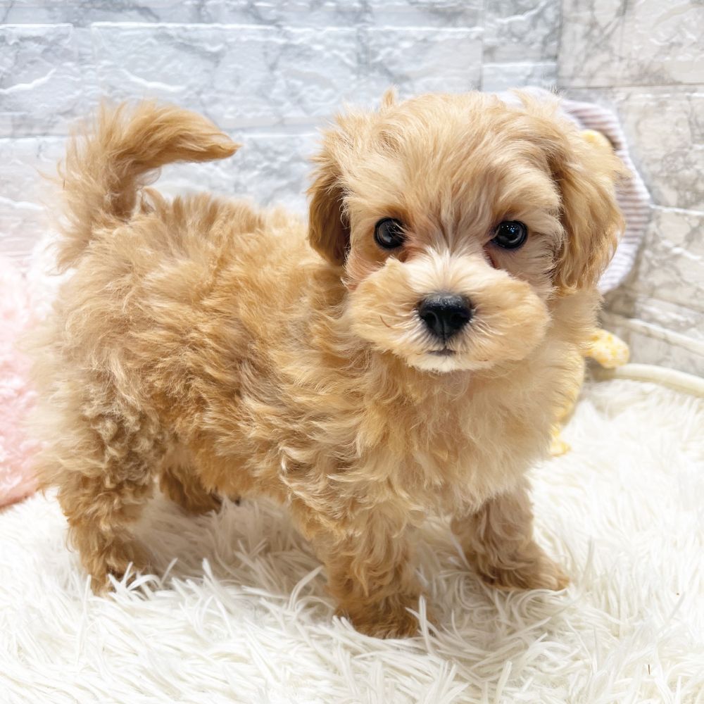 愛知県のマルプー(マルチーズ×プードル) (犬の家＆猫の里MiO香久山店/2026年1月7日生まれ/女の子/アプリコットホワイト)の子犬の4枚目の画像