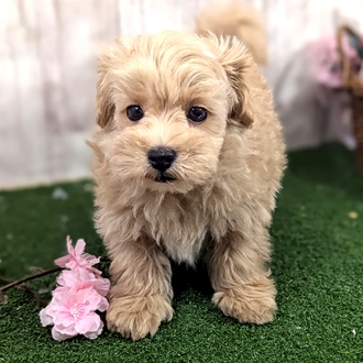 神奈川県のマルプー(マルチーズ×プードル) (犬の家＆猫の里小田原店/2026年1月7日生まれ/男の子/クリームホワイト)の子犬の4枚目の画像