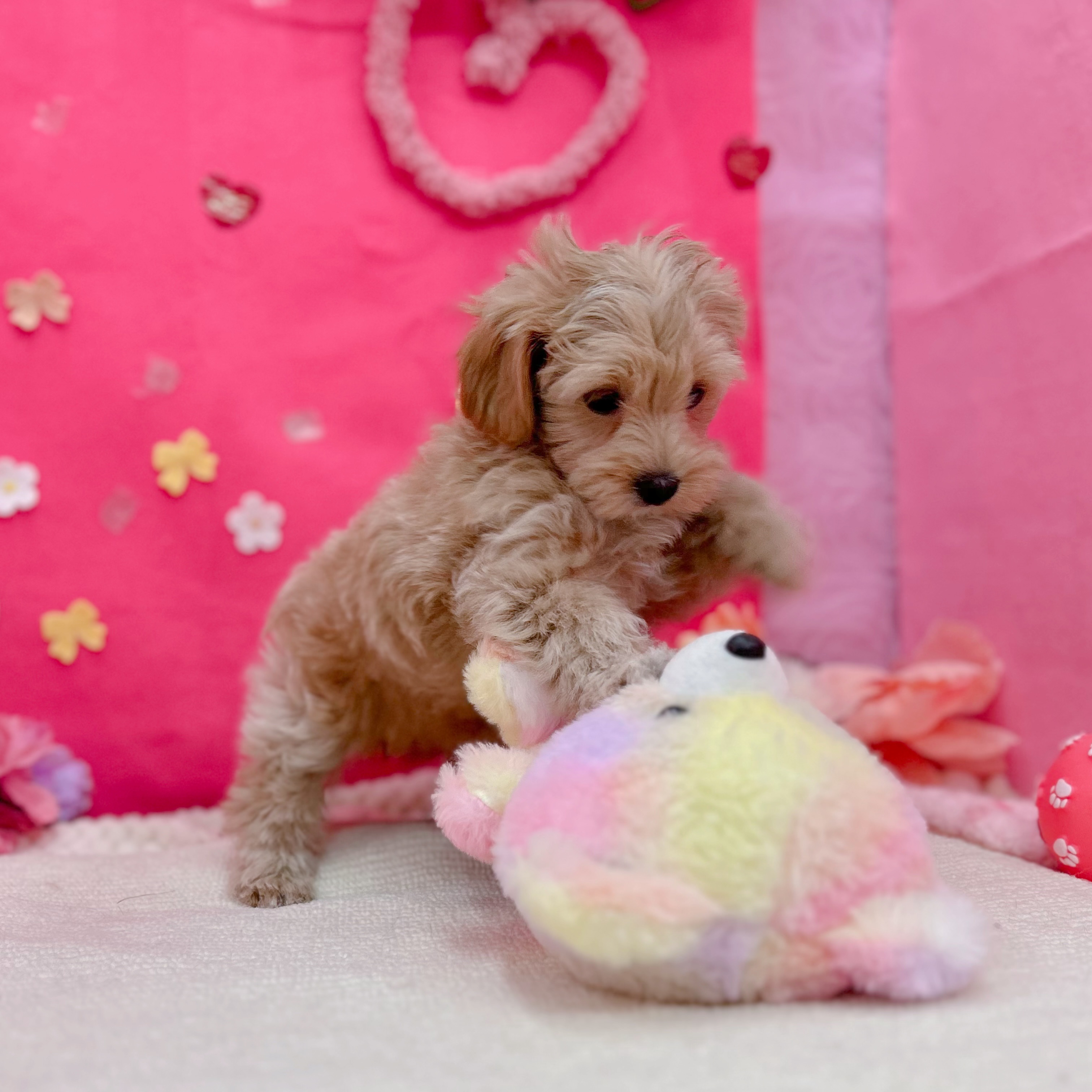 岐阜県のマルプー(マルチーズ×プードル) (犬の家＆猫の里岐南店/2026年1月10日生まれ/女の子/クリームホワイト)の子犬の4枚目の画像