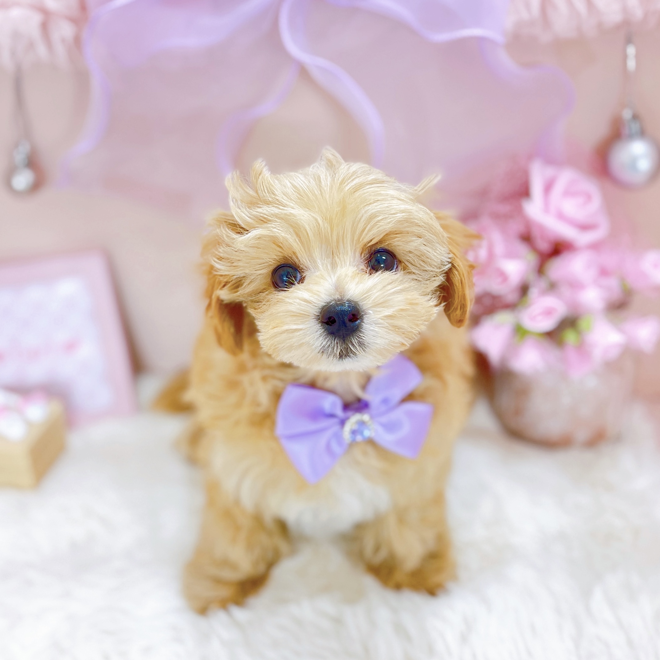 福井県のマルプー(マルチーズ×プードル) (犬の家＆猫の里アミーゴ福井大和田店/2026年1月10日生まれ/女の子/アプリコットホワイト)の子犬の4枚目の画像