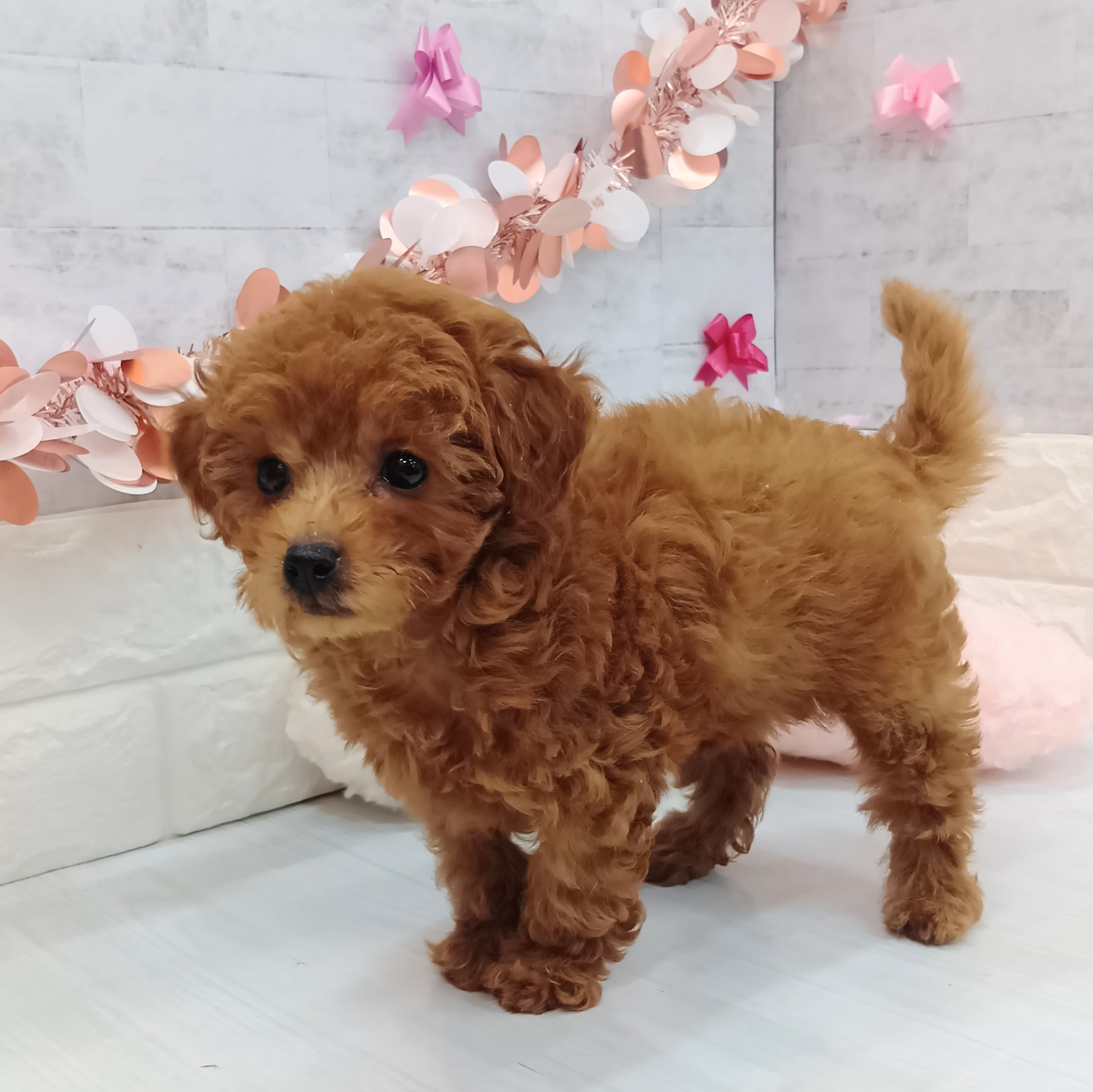 静岡県のトイプードル(トイ) (犬の家＆猫の里プレ葉ウォーク浜北店/2026年1月10日生まれ/女の子/レッドフォーン)の子犬の4枚目の画像