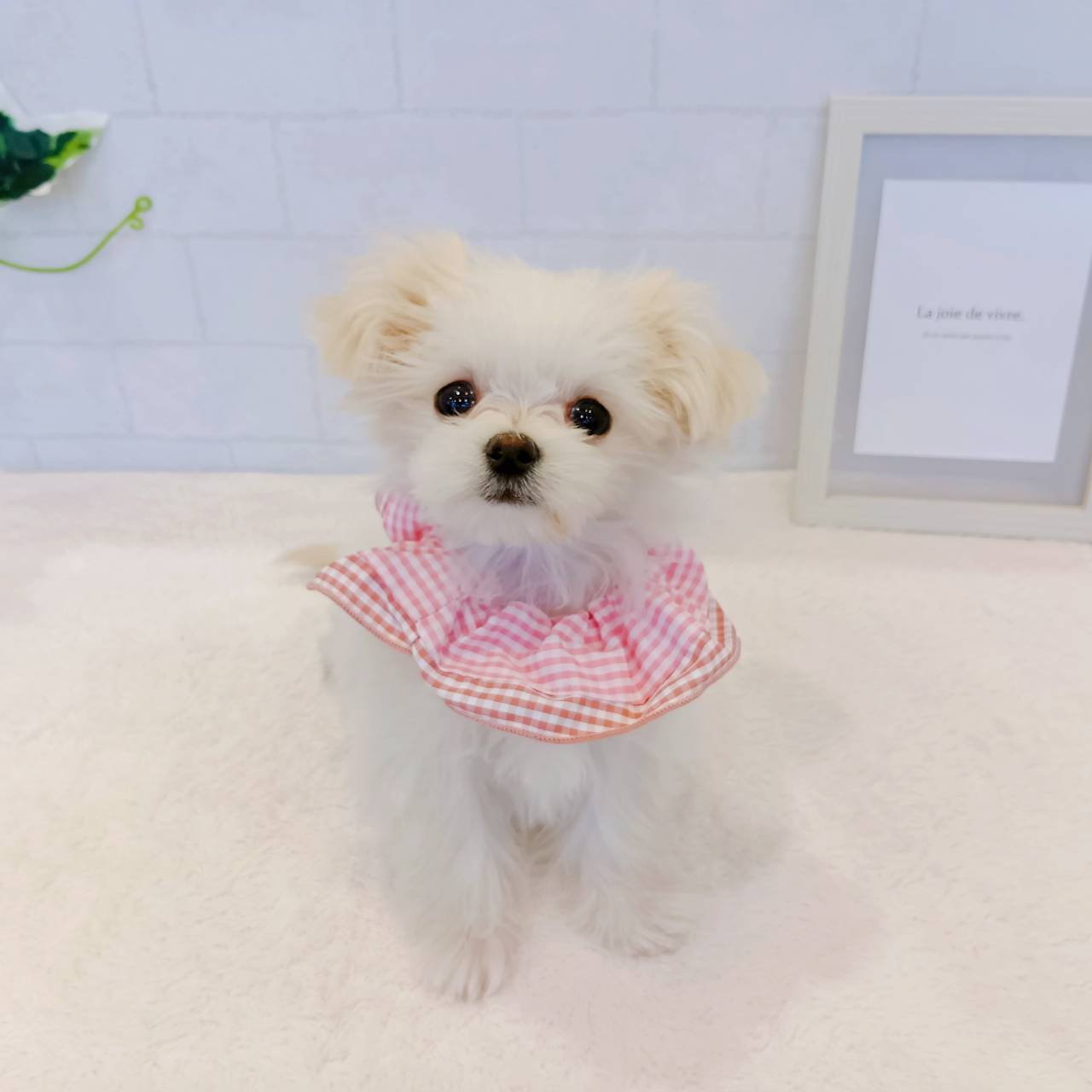 石川県のチワマル/マルチワ(チワワ×マルチーズ) (犬の家＆猫の里金沢店/2025年12月11日生まれ/女の子/クリームホワイト)の子犬の4枚目の画像