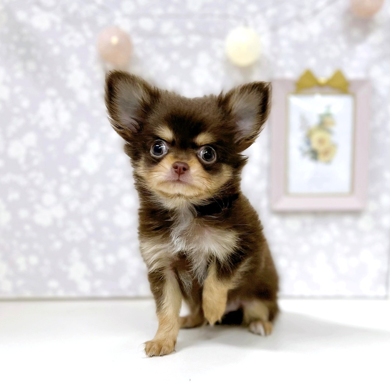 富山県のチワワ(ロング) (犬の家＆猫の里アミーゴ高岡蓮花寺店/2026年1月1日生まれ/男の子/チョコレートタン)の子犬の4枚目の画像